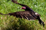  Vulture, Point Reyes, CA