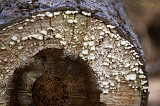  Log, McCloud, CA