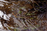  Grass and ripples, McCloud, CA