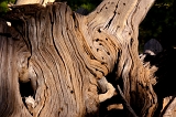  Wood, Lassen National Forest, CA