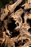  Wood, Lassen National Forest, CA