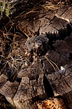  Wood, Lassen National Forest, CA