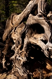 Wood, Lassen National Forest, CA