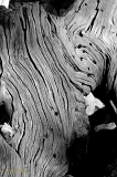  Wood, Lassen National Forest, CA