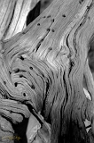  Wood, Lassen National Forest, CA