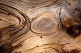  Wood, Lassen National Forest, CA