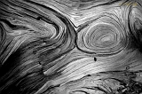  Wood, Lassen National Forest, CA