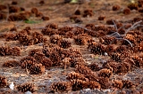  Pinecones, Lassen National Forest, CA