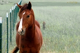  Horse, near Delta, UT