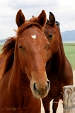  Horses, near Delta, UT