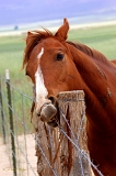  Horse, near Delta, UT