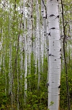  Gunnison National Forest, Doyleville, CO