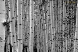  Gunnison National Forest, Doyleville, CO