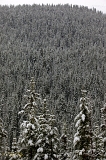  Snow, somewhere, CO