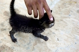  HTL X ~ Wet ... um ... cat -- what did you think I'd say?  ;-)