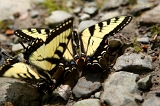  Butterflies, Tremont, TN