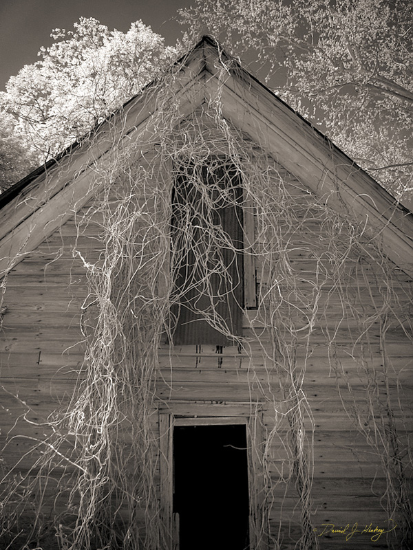 025 Another Abandoned Place III, near Dillard, GA -- Infrared image of the building and vines.
