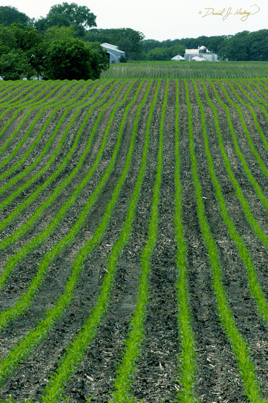 797 Crop Rows, southern IA