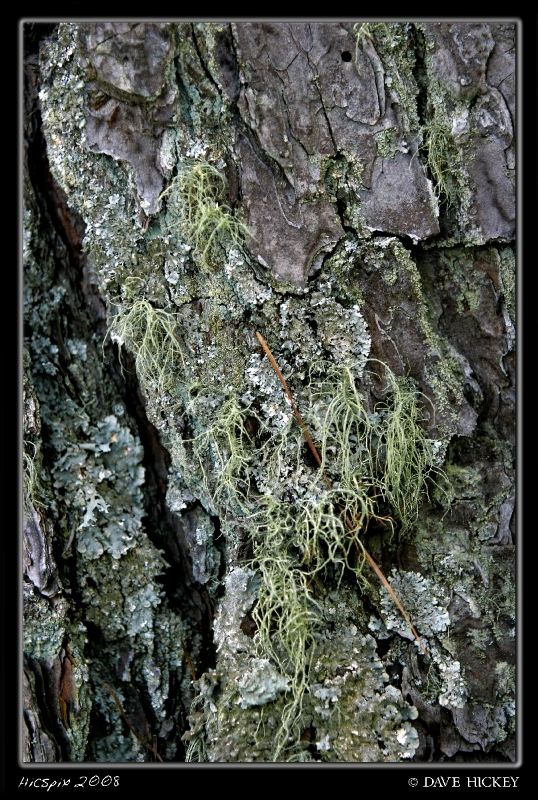 dK-Trip131 Spanish Moss