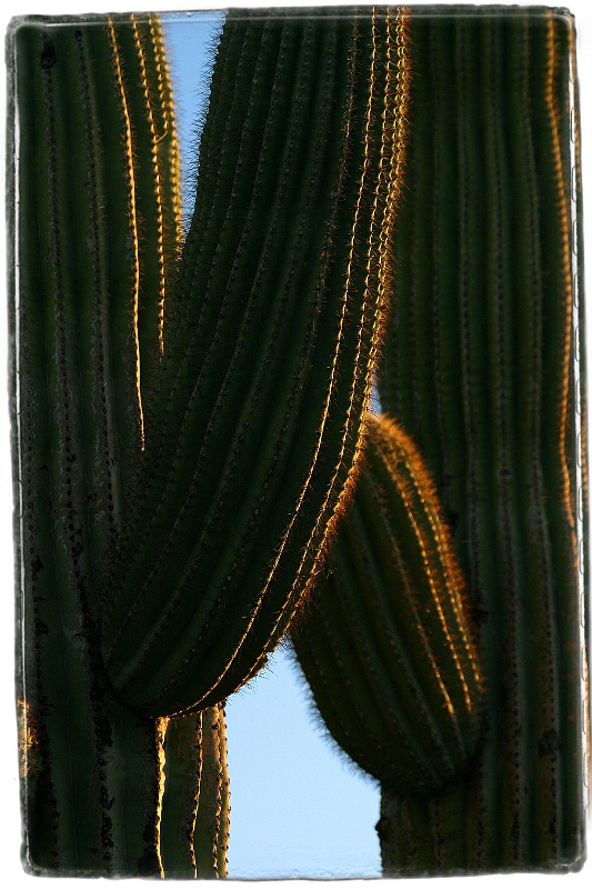 cactus Sells, AZ  Dave Hickey