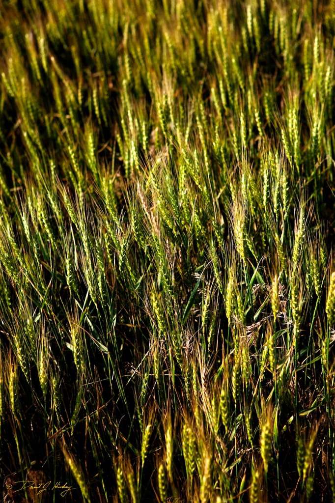 _MG_5239