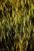_MG_5239